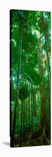 Fan Palm Trees in a Forest, Daintree National Park, Queensland, Australia-null-Stretched Canvas