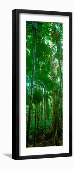 Fan Palm Trees in a Forest, Daintree National Park, Queensland, Australia-null-Framed Premium Photographic Print