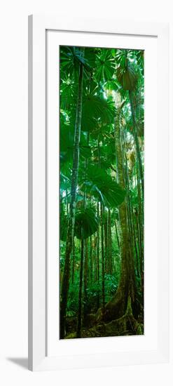 Fan Palm Trees in a Forest, Daintree National Park, Queensland, Australia-null-Framed Photographic Print