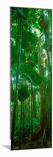 Fan Palm Trees in a Forest, Daintree National Park, Queensland, Australia-null-Mounted Photographic Print