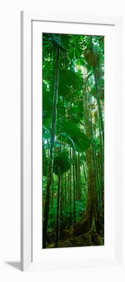 Fan Palm Trees in a Forest, Daintree National Park, Queensland, Australia-null-Framed Photographic Print