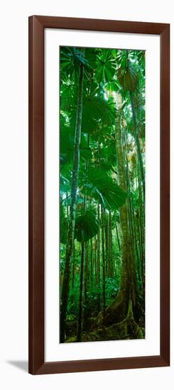 Fan Palm Trees in a Forest, Daintree National Park, Queensland, Australia-null-Framed Photographic Print