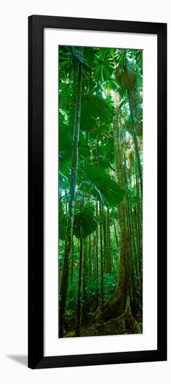 Fan Palm Trees in a Forest, Daintree National Park, Queensland, Australia-null-Framed Photographic Print