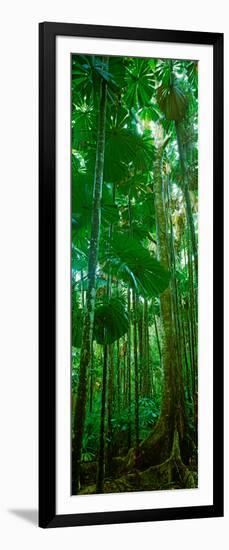 Fan Palm Trees in a Forest, Daintree National Park, Queensland, Australia-null-Framed Photographic Print