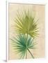 Fan Palm-Albena Hristova-Framed Art Print