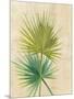 Fan Palm-Albena Hristova-Mounted Art Print