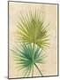 Fan Palm-Albena Hristova-Mounted Art Print