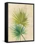 Fan Palm-Albena Hristova-Framed Stretched Canvas