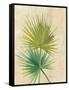 Fan Palm-Albena Hristova-Framed Stretched Canvas