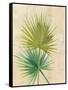 Fan Palm-Albena Hristova-Framed Stretched Canvas