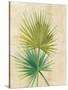 Fan Palm-Albena Hristova-Stretched Canvas