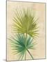 Fan Palm-Albena Hristova-Mounted Art Print