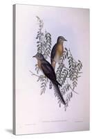 Fan-Tailed Cuckoo (Cacomantis Flabelliformis)-John Gould-Stretched Canvas