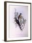 Fan-Tailed Cuckoo (Cacomantis Flabelliformis)-John Gould-Framed Giclee Print