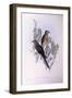 Fan-Tailed Cuckoo (Cacomantis Flabelliformis)-John Gould-Framed Giclee Print