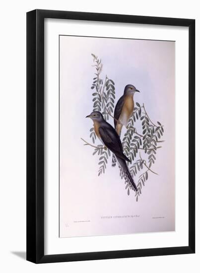 Fan-Tailed Cuckoo (Cacomantis Flabelliformis)-John Gould-Framed Giclee Print