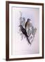 Fan-Tailed Cuckoo (Cacomantis Flabelliformis)-John Gould-Framed Giclee Print