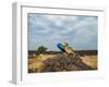 Fan-throated lizard (Sitana ponticeriana) male displaying. Chalkewadi, Maharashtra, India.-Sandesh Kadur-Framed Photographic Print