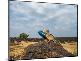 Fan-throated lizard (Sitana ponticeriana) male displaying. Chalkewadi, Maharashtra, India.-Sandesh Kadur-Mounted Photographic Print