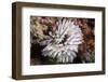 Fan Worm, Mozambique, Africa-Andrew Davies-Framed Photographic Print