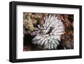 Fan Worm, Mozambique, Africa-Andrew Davies-Framed Photographic Print