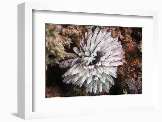 Fan Worm, Mozambique, Africa-Andrew Davies-Framed Photographic Print
