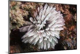 Fan Worm, Mozambique, Africa-Andrew Davies-Mounted Photographic Print