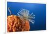 Fan Worm on Red Sponge-Reinhard Dirscherl-Framed Premium Photographic Print