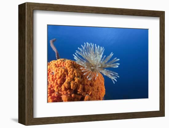 Fan Worm on Red Sponge-Reinhard Dirscherl-Framed Photographic Print