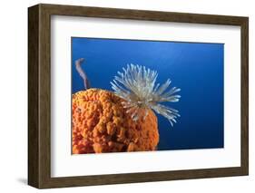 Fan Worm on Red Sponge-Reinhard Dirscherl-Framed Photographic Print