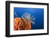 Fan Worm on Red Sponge-Reinhard Dirscherl-Framed Photographic Print