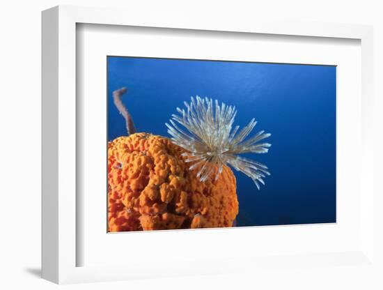 Fan Worm on Red Sponge-Reinhard Dirscherl-Framed Photographic Print