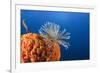 Fan Worm on Red Sponge-Reinhard Dirscherl-Framed Photographic Print