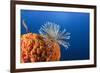 Fan Worm on Red Sponge-Reinhard Dirscherl-Framed Photographic Print