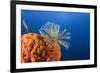 Fan Worm on Red Sponge-Reinhard Dirscherl-Framed Photographic Print