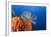 Fan Worm on Red Sponge-Reinhard Dirscherl-Framed Photographic Print