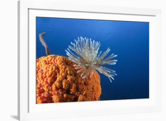 Fan Worm on Red Sponge-Reinhard Dirscherl-Framed Photographic Print