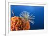 Fan Worm on Red Sponge-Reinhard Dirscherl-Framed Photographic Print