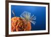 Fan Worm on Red Sponge-Reinhard Dirscherl-Framed Photographic Print