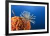 Fan Worm on Red Sponge-Reinhard Dirscherl-Framed Photographic Print