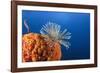 Fan Worm on Red Sponge-Reinhard Dirscherl-Framed Photographic Print