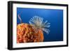 Fan Worm on Red Sponge-Reinhard Dirscherl-Framed Photographic Print