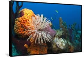 Fan Worm (Spirographis Spallanzanii) and Sponges on a Coral Reef-Reinhard Dirscherl-Framed Stretched Canvas