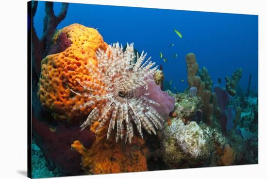 Fan Worm (Spirographis Spallanzanii) and Sponges on a Coral Reef-Reinhard Dirscherl-Stretched Canvas