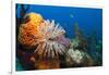 Fan Worm (Spirographis Spallanzanii) and Sponges on a Coral Reef-Reinhard Dirscherl-Framed Photographic Print