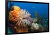 Fan Worm (Spirographis Spallanzanii) and Sponges on a Coral Reef-Reinhard Dirscherl-Framed Photographic Print