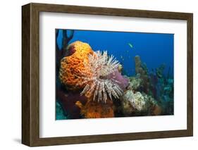 Fan Worm (Spirographis Spallanzanii) and Sponges on a Coral Reef-Reinhard Dirscherl-Framed Photographic Print