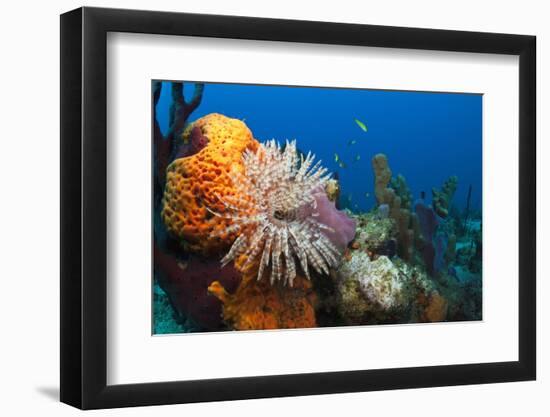 Fan Worm (Spirographis Spallanzanii) and Sponges on a Coral Reef-Reinhard Dirscherl-Framed Photographic Print