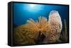 Fan Worm (Spirographis Spallanzanii), Tube Sponge, and Brain Coral on a Coral Reef-Reinhard Dirscherl-Framed Stretched Canvas