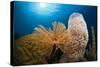 Fan Worm (Spirographis Spallanzanii), Tube Sponge, and Brain Coral on a Coral Reef-Reinhard Dirscherl-Stretched Canvas